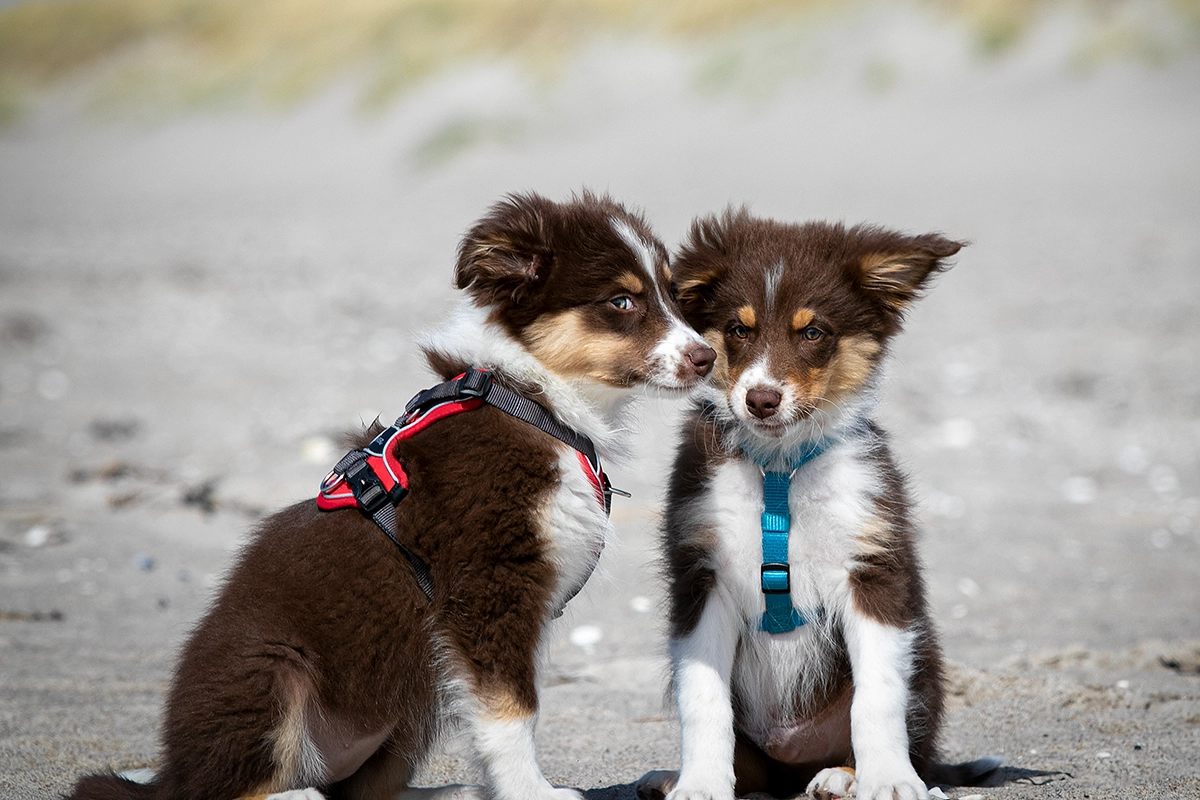 Australian Shepherd Welpen am Ostseestrand Warnemünde