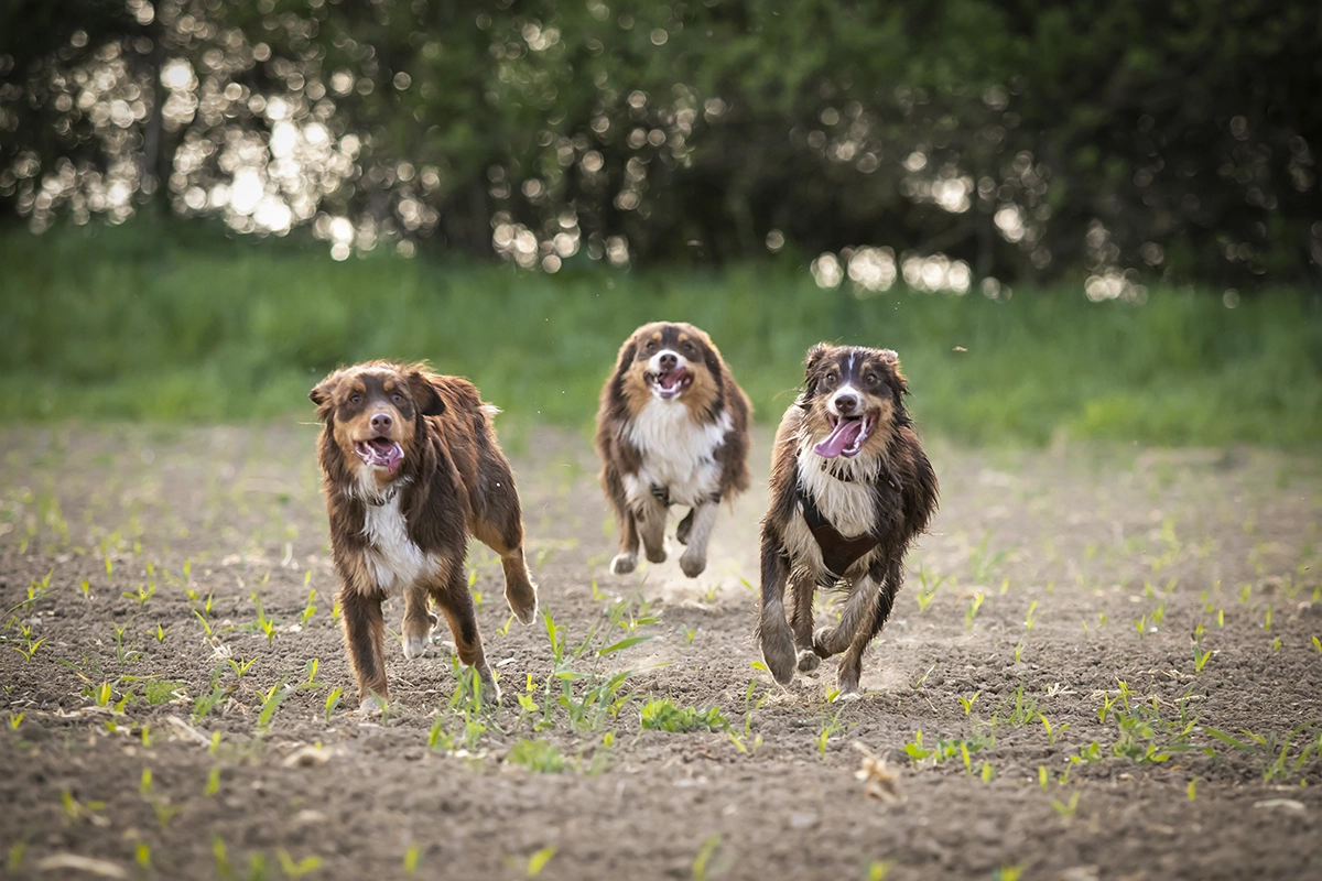 Australian Shepherds rennen Hunde Action-Fotografie