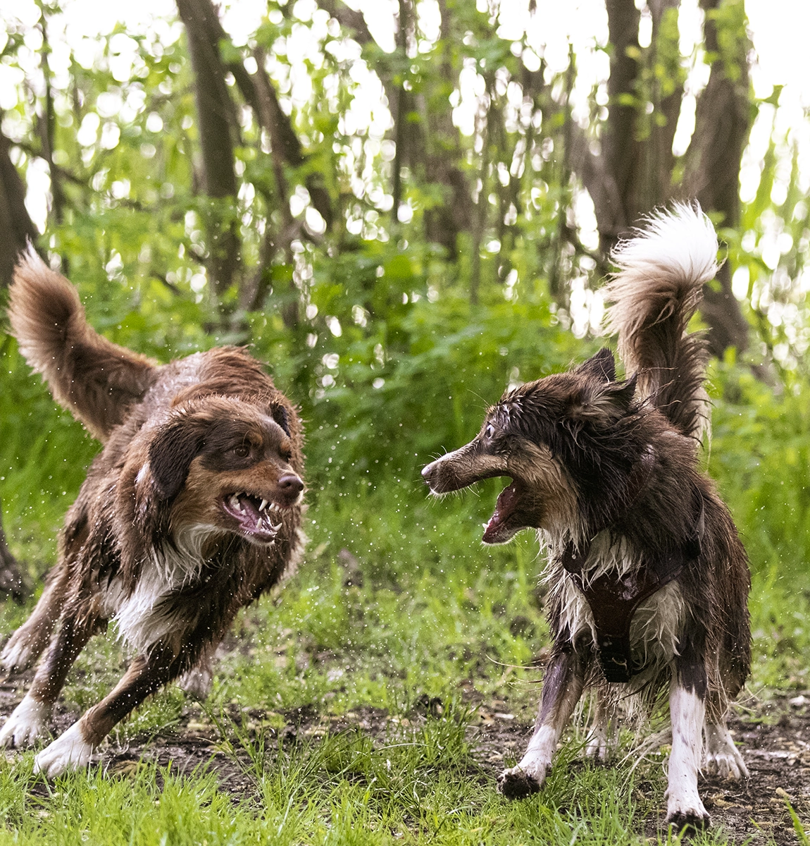 Zwei spielende Australian Shepherds Fotografie Rostock