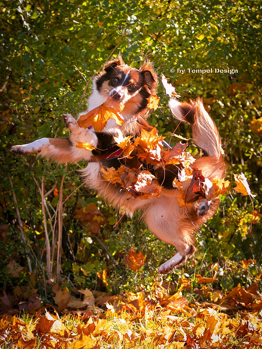 Action-Hundefotografie im Herbstlaub Rostock