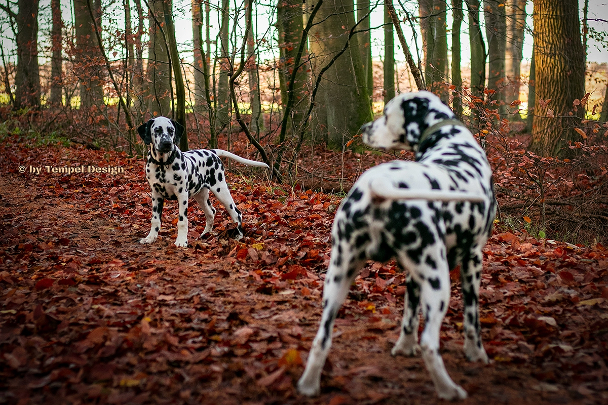 Zwei Dalmatiner beim Hunde-Shooting im Wald