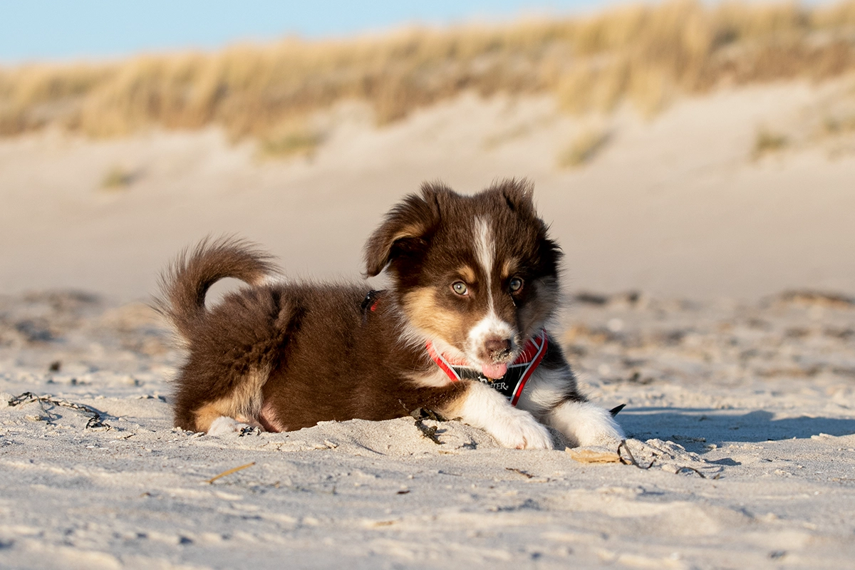 Niedliche Australian Shepherd Welpen am Strand Ostsee